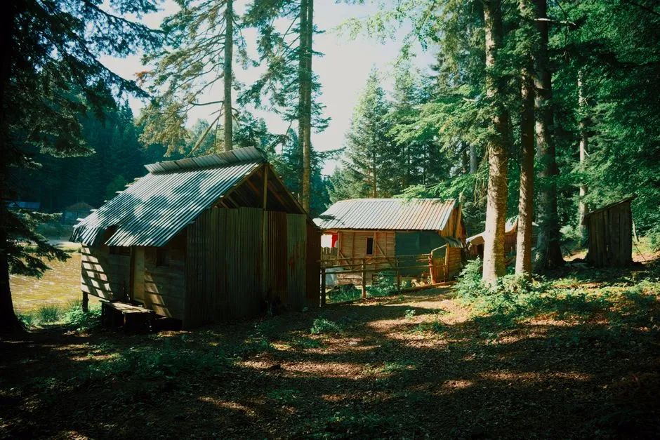 Cabañas de madera rústicas con techos de metal ondulado escondidas entre altos pinos en un claro de bosque soleado, sin personas visibles
